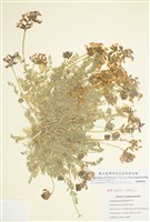 藏品(密蘇裡黃芪)的圖片